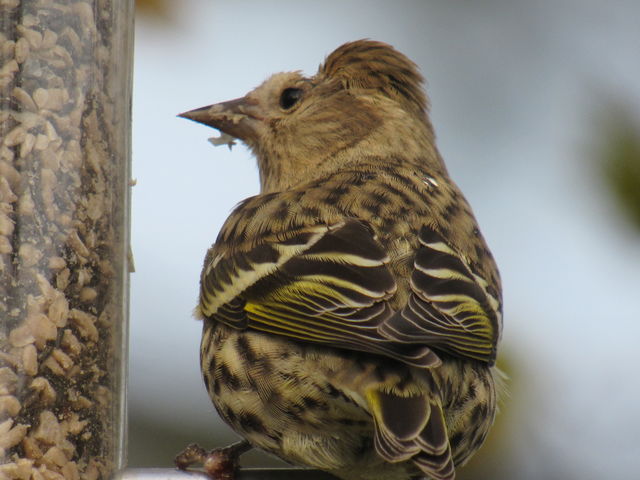 Pine Siskin