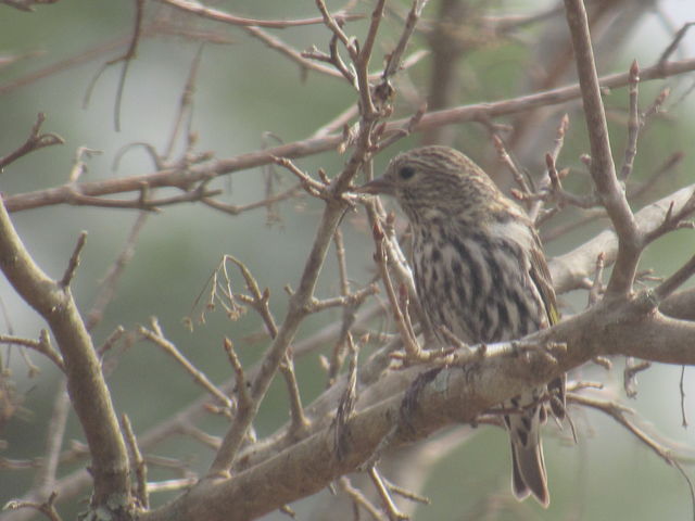 Pine Siskin