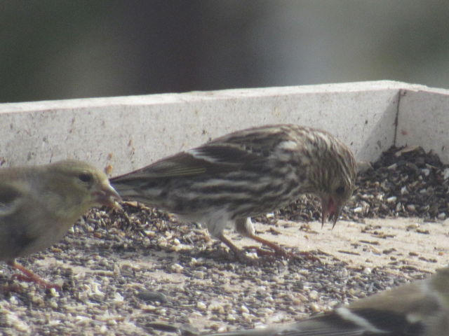 Pine Siskin