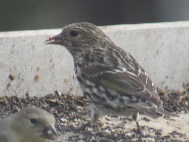 Pine Siskin