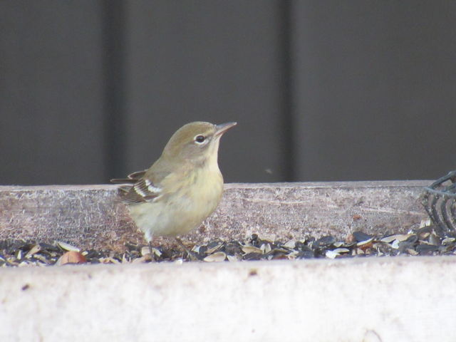 Pine Warbler
