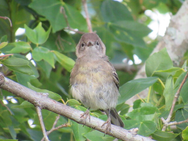 Pine Warbler