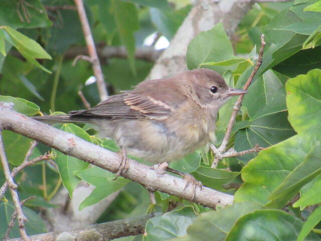 Pine Warbler