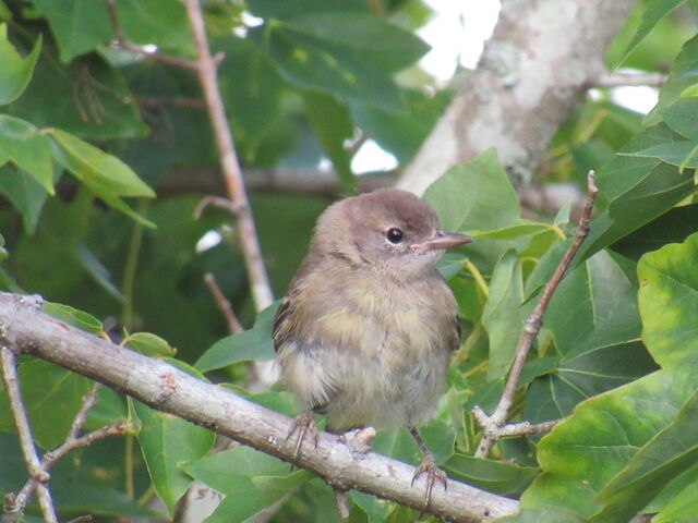 Pine Warbler