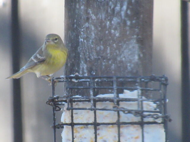 Pine Warbler