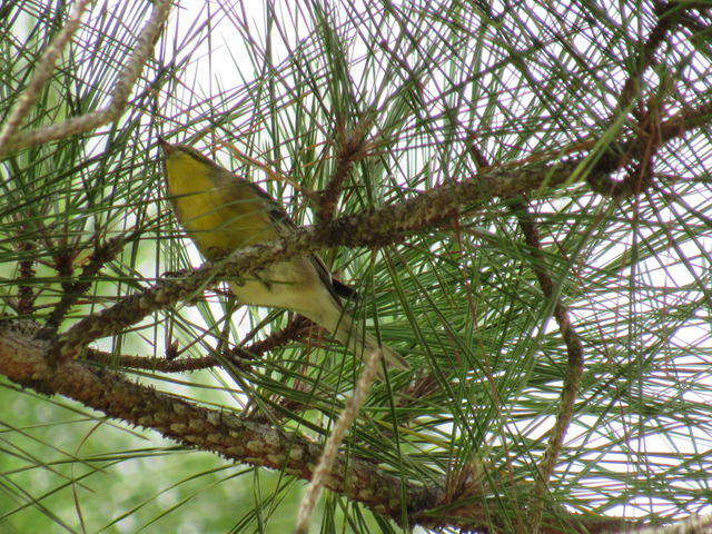 Pine Warbler