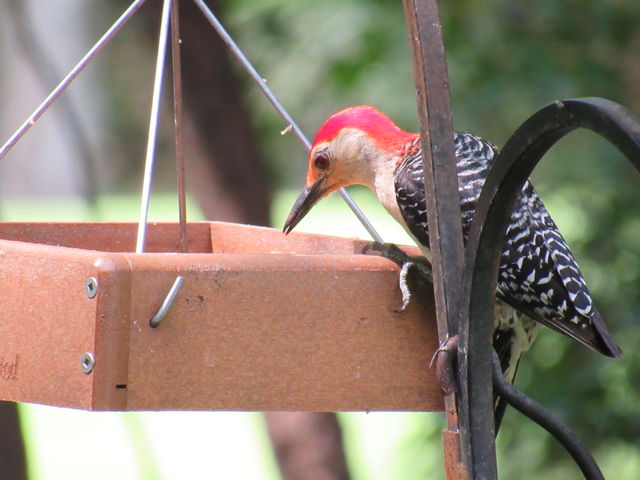 Red-bellied Woodpecker