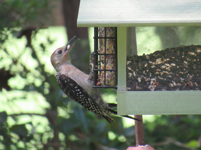 Red-bellied Woodpecker