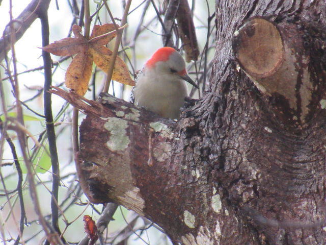 Red-bellied Woodpecker