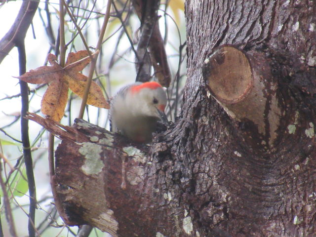 Red-bellied Woodpecker