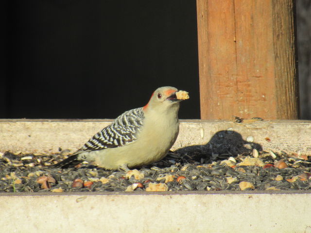 Red-bellied Woodpecker