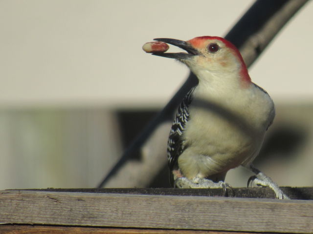 Red-bellied Woodpecker