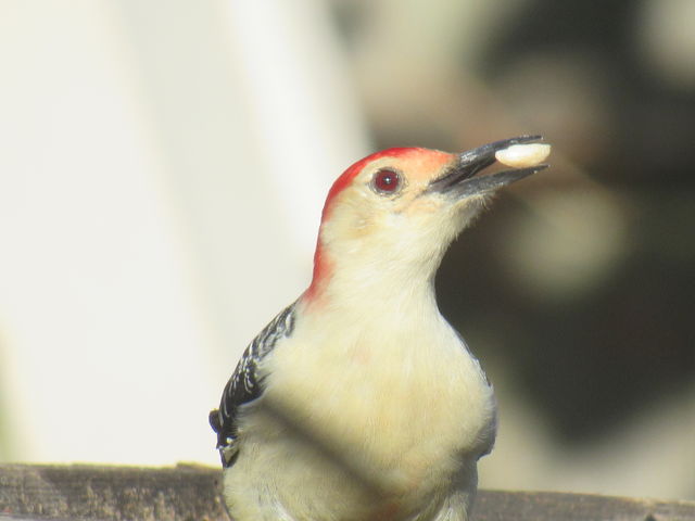 Red-bellied Woodpecker