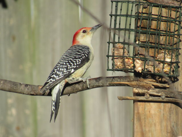 Red-bellied Woodpecker