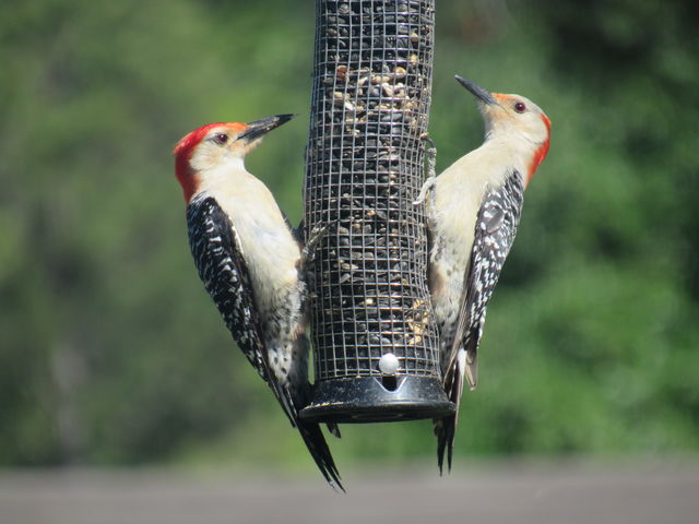 Red-bellied Woodpecker