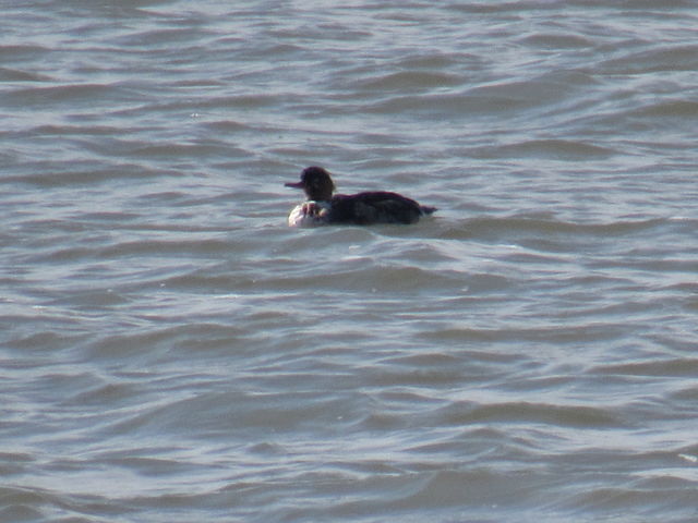 Red-breasted Merganser