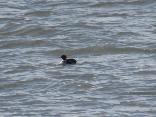 Red-breasted Merganser