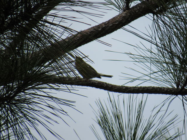 Red-eyed Vireo