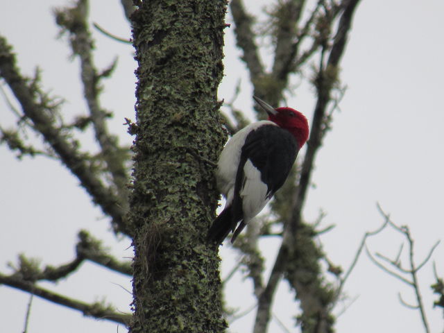 Red-headed Woodpecker