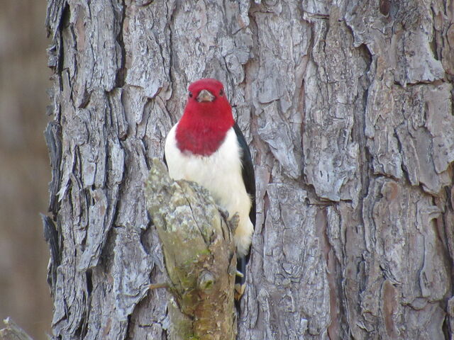Red-headed Woodpecker