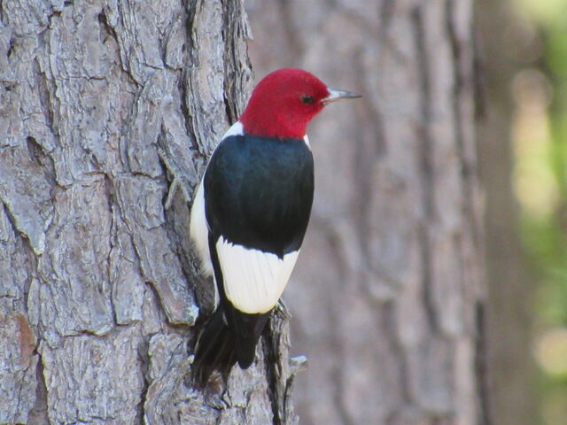 Red-headed Woodpecker