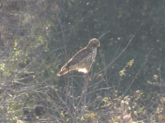 Red-shouldered Hawk