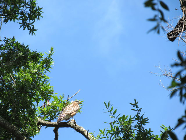 Red-shouldered Hawk