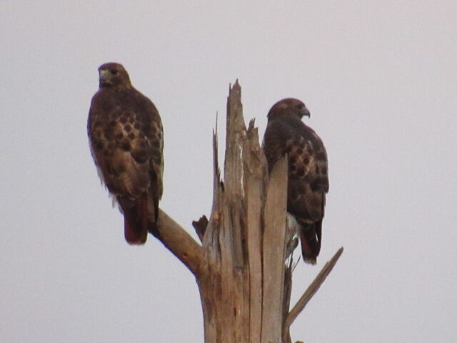 Red-tailed Hawk