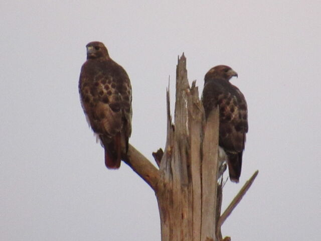 Red-tailed Hawk