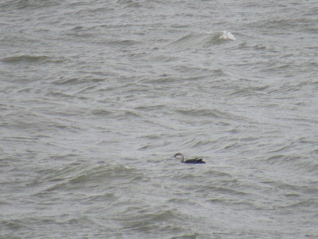 Red-throated Loon