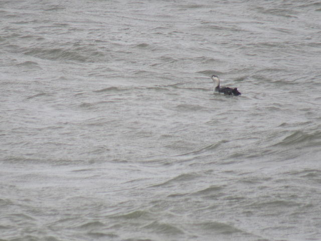 Red-throated Loon