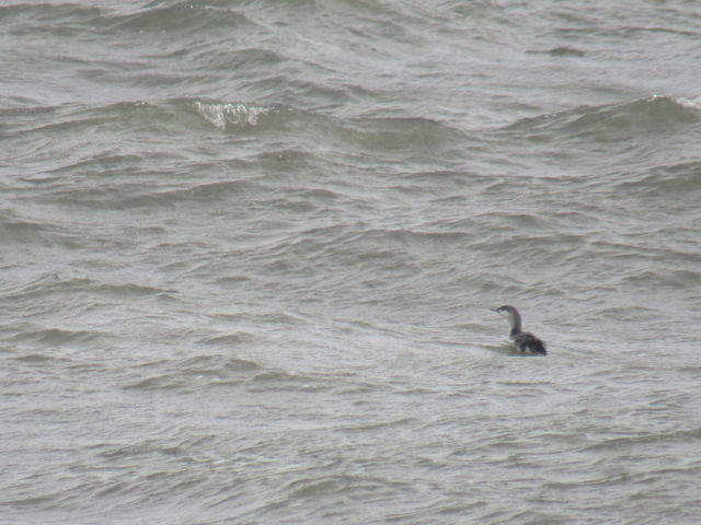 Red-throated Loon