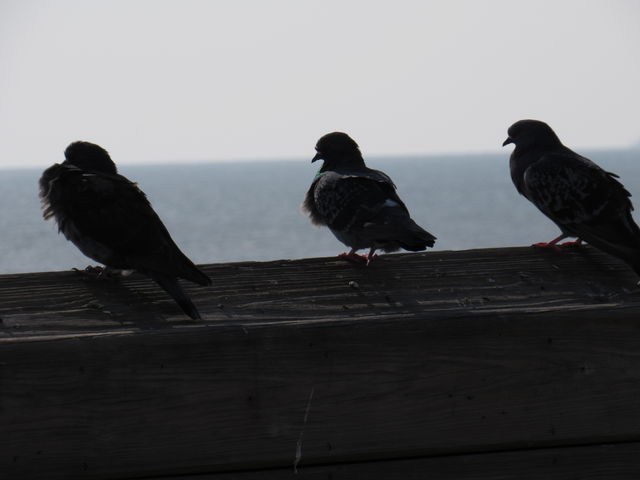Rock Pigeon