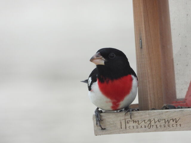 Rose-breasted Grosbeak