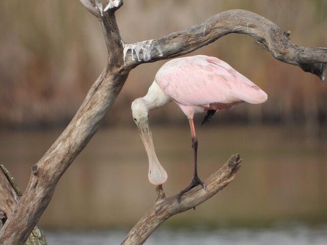 Roseate Spoonbill