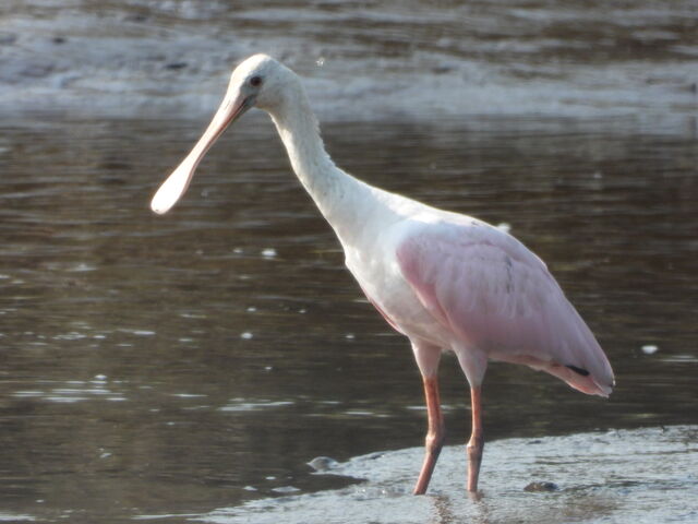 Roseate Spoonbill