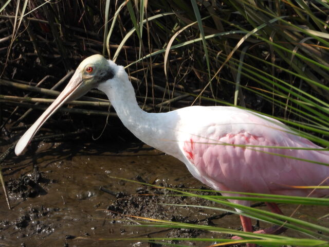 Roseate Spoonbill