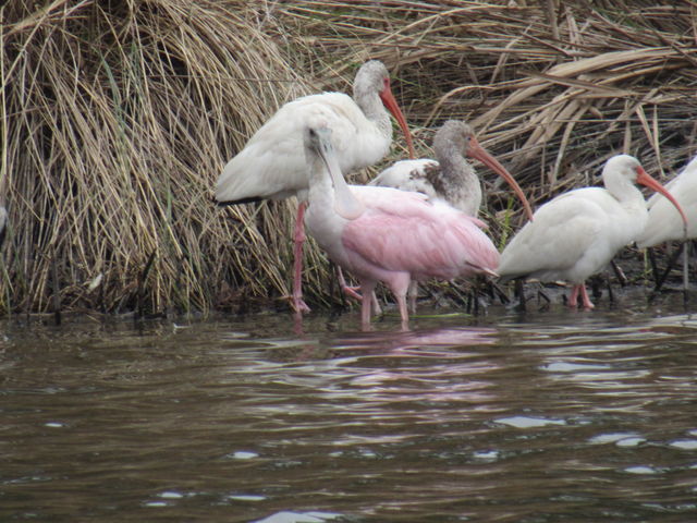 Roseate Spoonbill