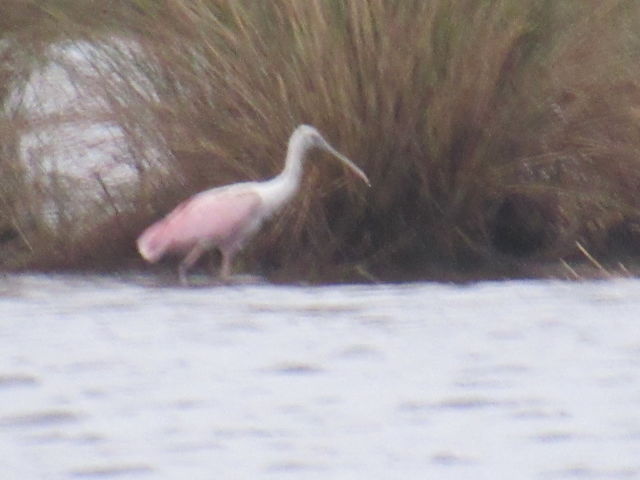 Roseate Spoonbill