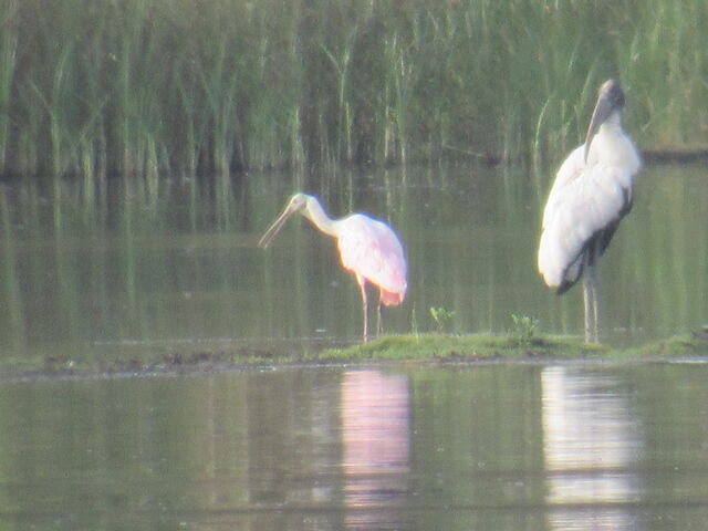 Roseate Spoonbill
