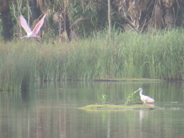 Roseate Spoonbill