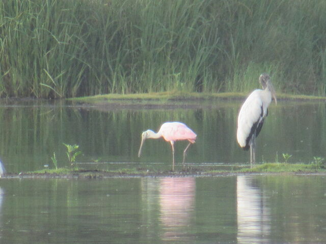 Roseate Spoonbill