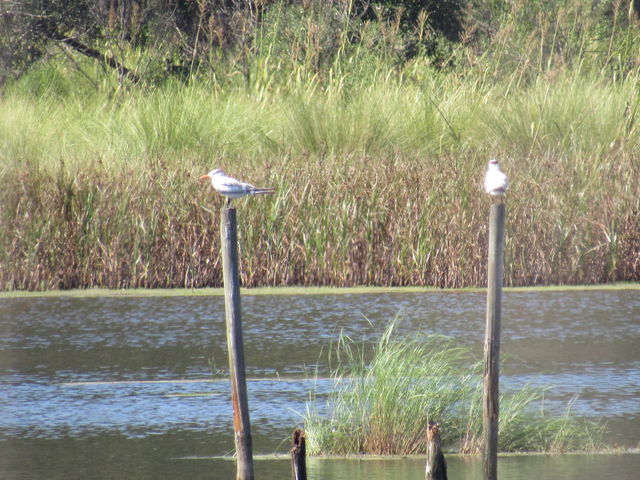 Royal Tern