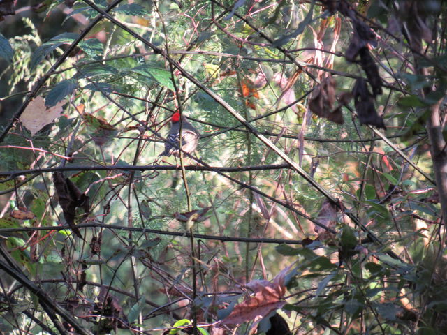 Ruby-crowned Kinglet