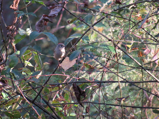 Ruby-crowned Kinglet