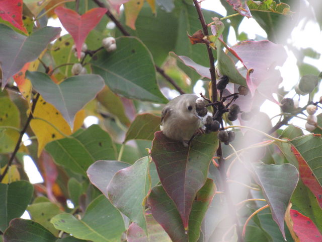 Ruby-crowned Kinglet