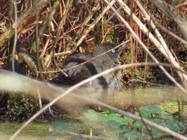 Rusty Blackbird