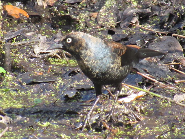 Rusty Blackbird