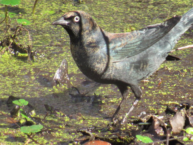 Rusty Blackbird