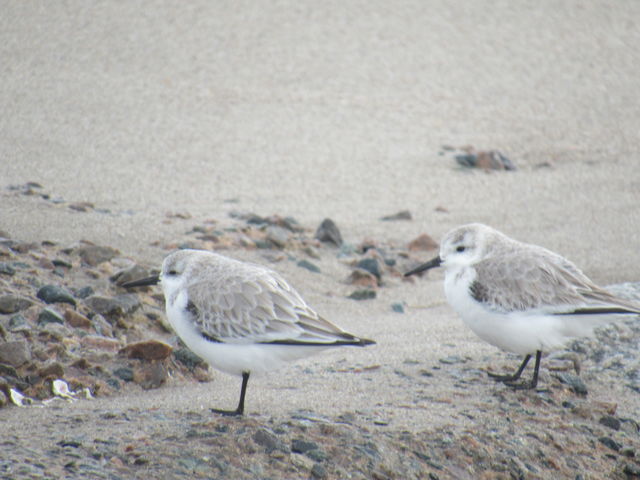 Sanderling